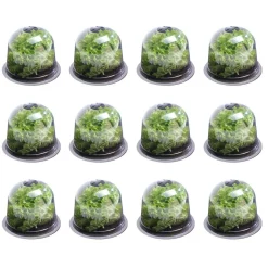 Cloches pour plants de salade X12