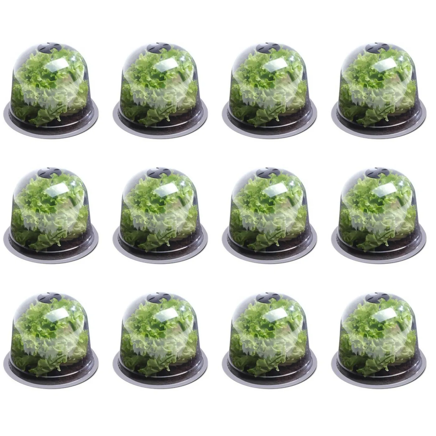 Cloches pour plants de salade X12