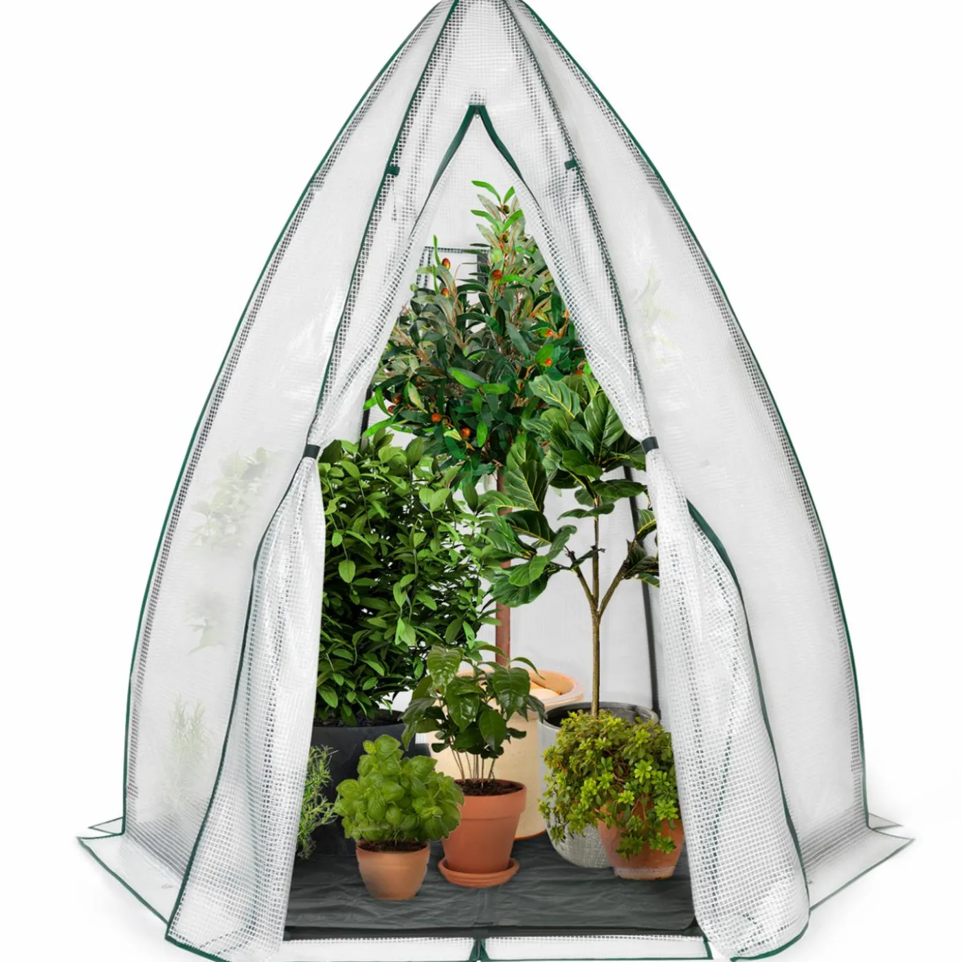 Serre pour hivernage des plantes